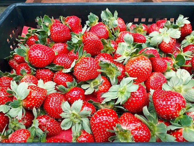 「多彩半島草莓農場」堅持無公害友善土地 來嘉義看燈會～採草莓