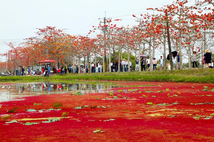 白河木棉花季雙紅輝映成為最佳防疫景點