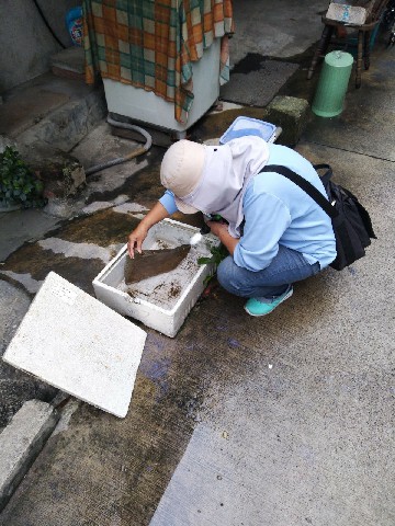 颱風過後，市府團隊啟動雨後48小時巡查 社區動員「巡、倒、清、刷」，防範登革熱病媒蚊孳生